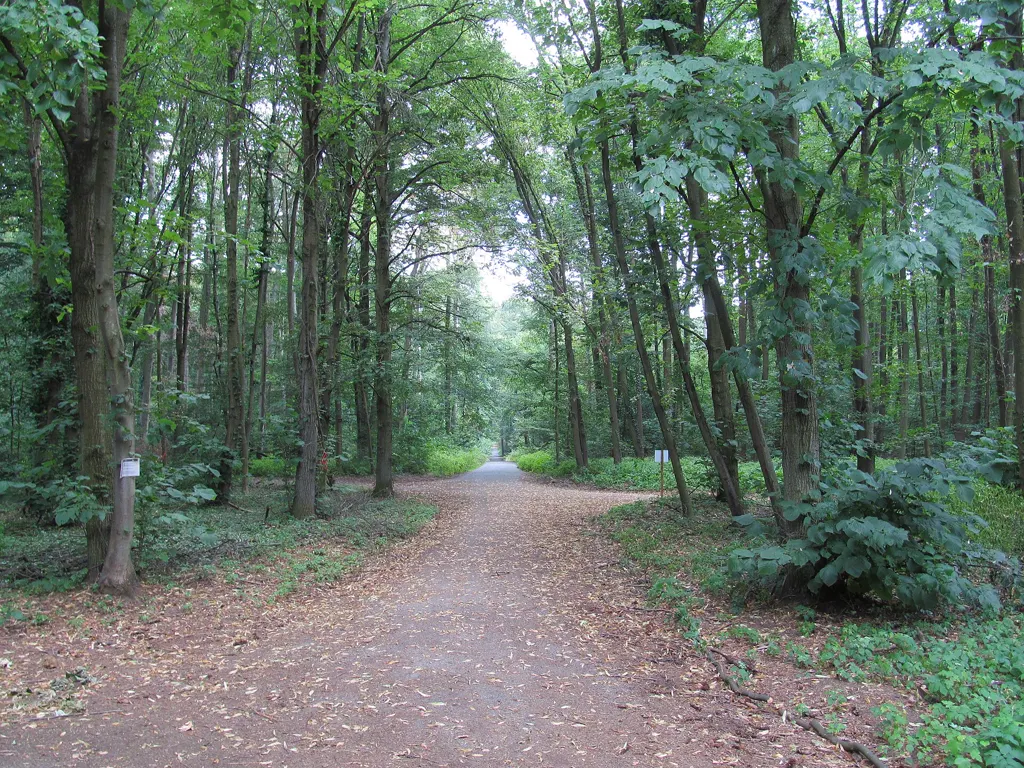 Breiter, laubbedeckter Waldweg (Klepperschneise) im sommergrünen Frankfurter Stadtwald nahe dem Goetheturm.