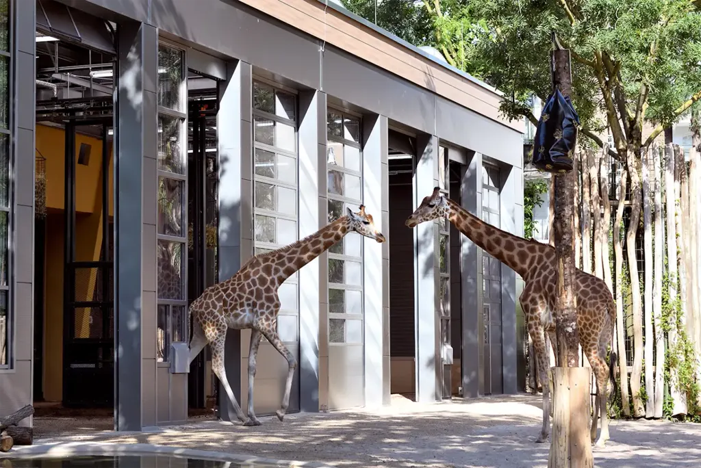 Zwei Giraffen auf der sonnigen Außenanlage vor dem Giraffenhaus