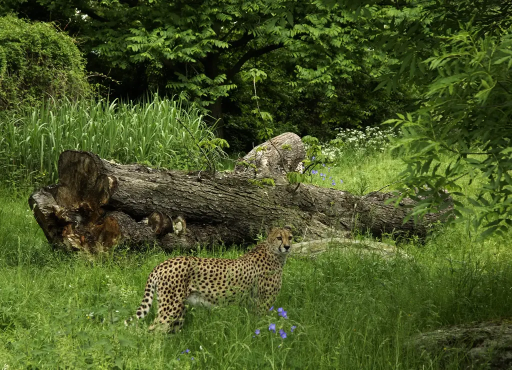 Gepard im hohen Gras der Gepardenanlage vor einem umgestürzten Baumstamm